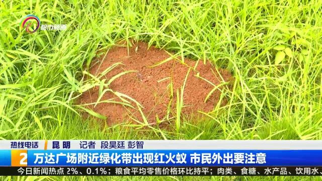 万达广场附近绿化带出现红火蚁 市民外出要注意