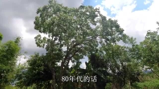 农村生活:60年前太爷爷随手种的黄金树,有人出高价购买都没买,后悔不已!