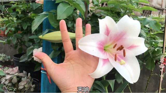 百合开得比手掌还大,种植较晚夏日高温,几乎都消苞了