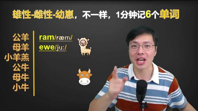 公羊,母羊单词还不一样?跟山姆老师一分钟巧学6个英语单词