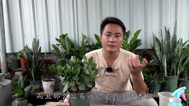 为啥别人养玉树那么容易养成老桩?看完才知道“有秘密”