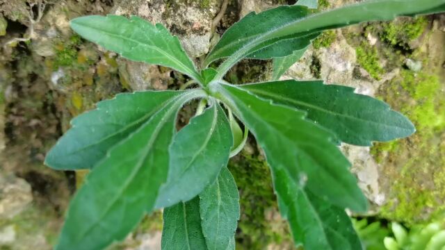 这种植物长得很漂亮,它叫小蓬草!一种中草药,来简单认识一下