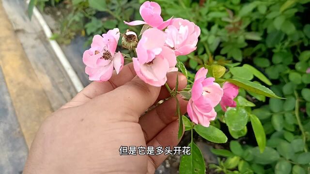 7种花期超长的藤本月季,不仅花期长,还多头勤花抗病好