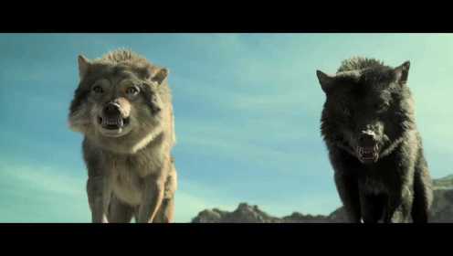 猎人救狼一命，狼王誓死护他一生，狼如回头，必有缘由，励志影片