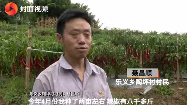 小康圆梦 | 四川宜宾筠连县乐义乡:红辣椒点燃火红日子