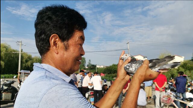 汉中农村鸽子市场火,外地迷路赛鸽100元贱卖,精品信鸽上1000元