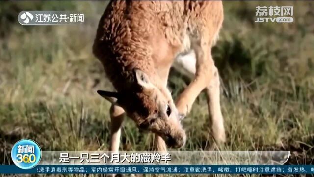 “高原精灵”藏羚羊母女的回家之路!感受大自然奇妙之旅