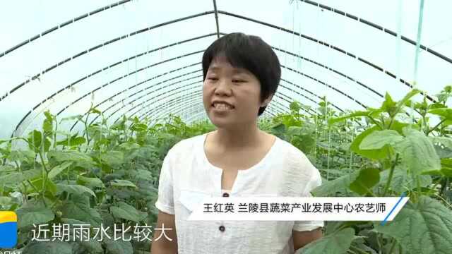 临沂市兰陵县:加强雨后技术指导 确保菜篮子稳供应