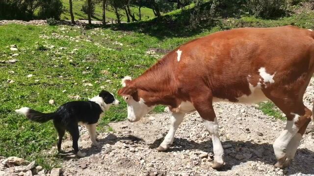 这是名副其实的“斗牛犬”?