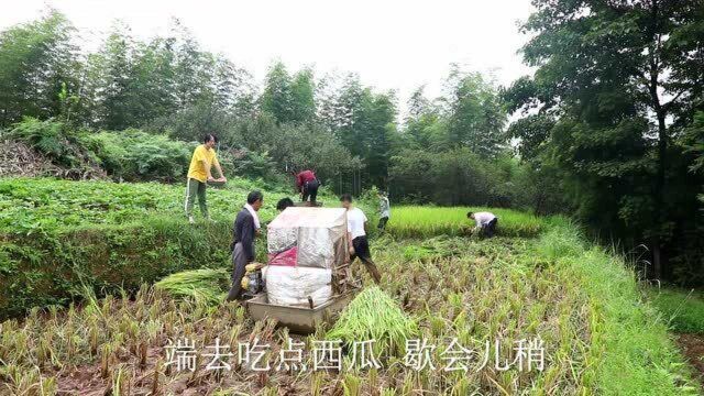 春种一粒粟,秋收万颗子.农村传统方式打谷子,粮食来之不易要珍惜