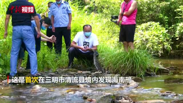 “世界上最神秘的鸟”海南鳽现身福建清流