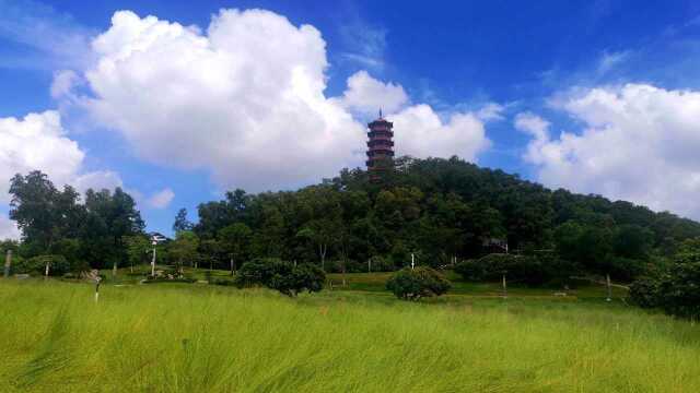 深圳红花山公园,有很多粉黛乱子草,国庆记得要去打卡哦,到时这草会红哦