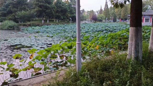 山东省日照市的海曲公园:荷花池