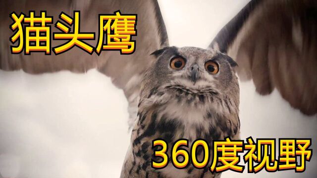 为什么猫头鹰的眼睛不能动?却能看360度的视野#知识ˆ’知识抢先知#