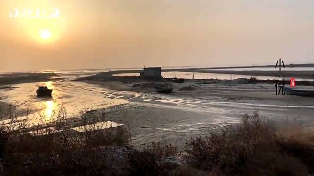 大海里的海菜你见过吗?海边长出大片海菜没人要,小倪薅一桶回家