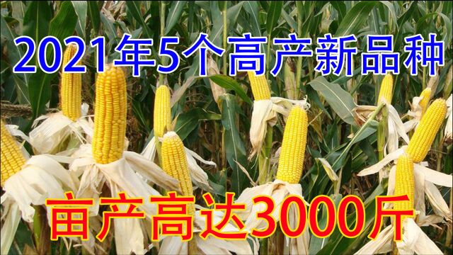 2021年5个超高产玉米新品种,最高亩产3000斤,收藏明年种植