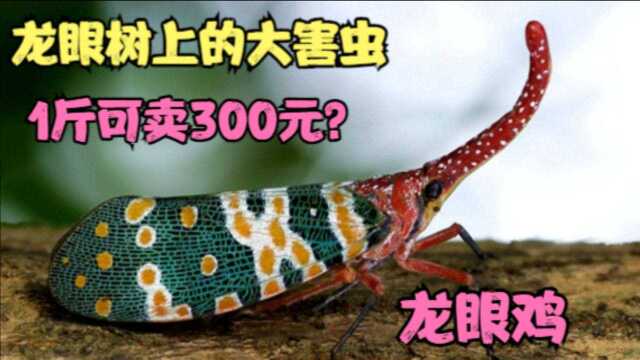 农村树上常见的害虫“龙眼鸡”,为何可卖300元1斤?你吃过了吗?