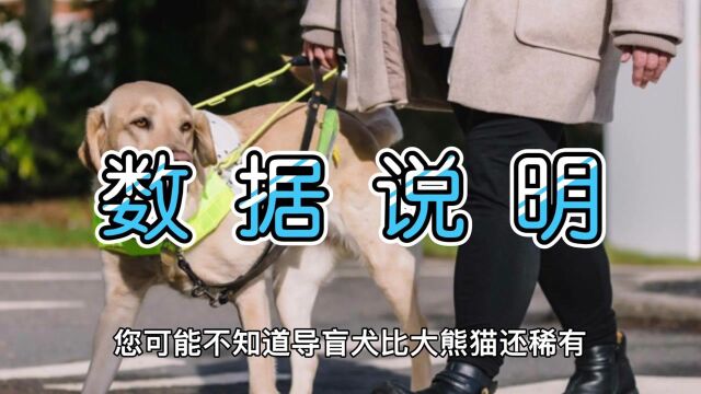 比大熊猫还稀有的导盲犬,到底会不会咬人?