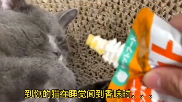 铲屎官:最近家里的猫咪变成了猫蛛侠,天天飞檐走壁