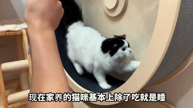 下次给大家看2000一个的猫抓板跟普通猫抓板到底有什么区别