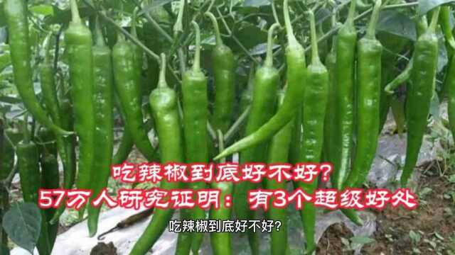 吃辣椒到底好不好?57万人研究证明:有3个超级好处