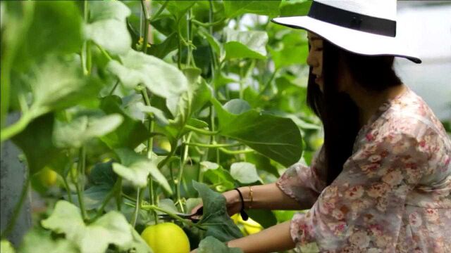 你好,小康|揭秘宁陵老乡的致富经