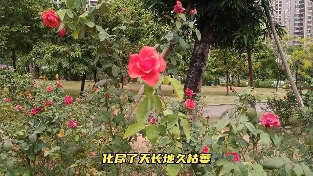 第105期,花的魅力所在!