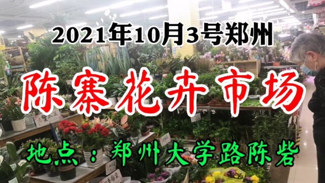 河南省郑州市大学路,陈砦花卉市场,花色繁多空气清新(2)