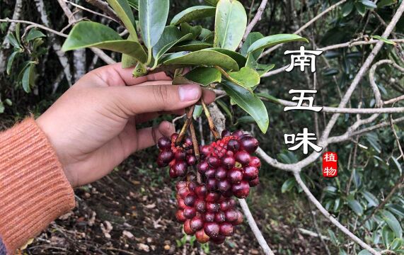 “南五味子”曾是80和90后的童年美味!农村山里很常见,你有多久没采了?