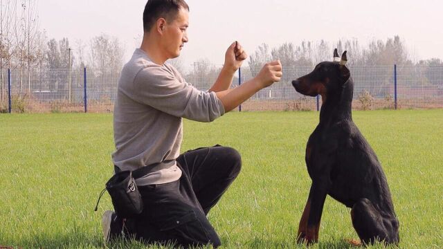 不要轻易饲养杜宾犬,因为你想象不到它们有多娇气