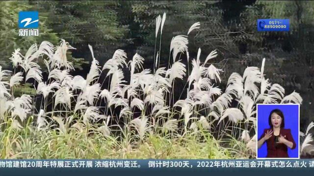 “浙”里景如画 杭州西溪湿地“秋芦飞雪”醉人