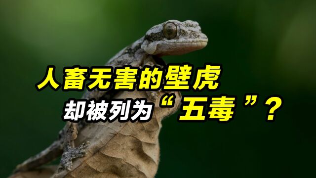 壁虎为什么被列为“五毒”之一?原来这里面有说法!