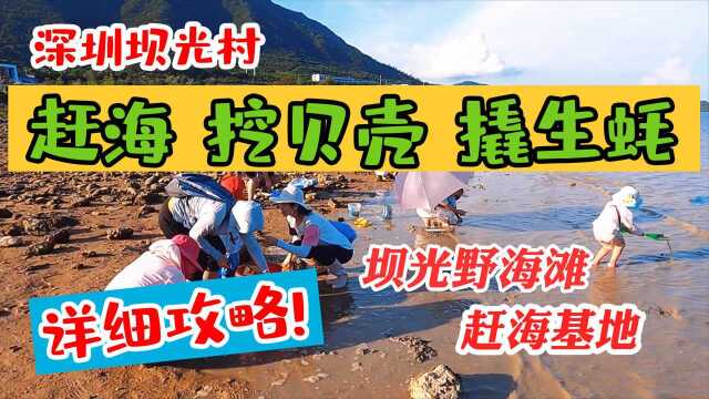 深圳坝光村赶海好玩吗?野海滩赶海挖贝壳撬生蚝,轻松爆桶,详细攻略带你玩!赶海攻略