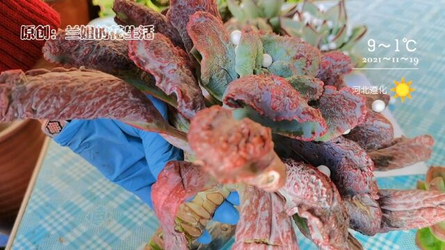 开箱多肉男爵太难看了,怎么这样子的多肉还有人喜欢,价格是真亲民