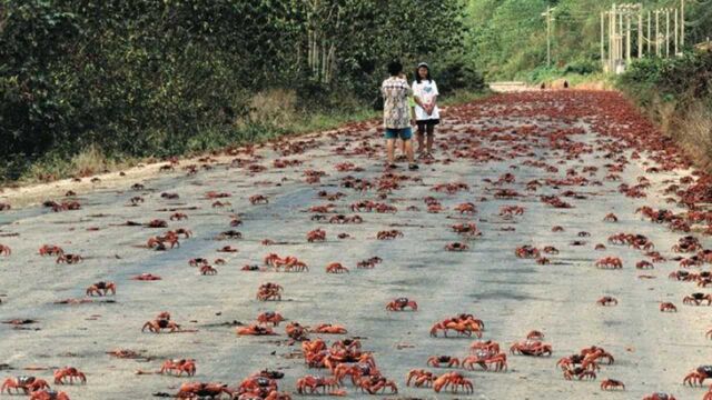 山东又一生物灾害出现?正大规模侵袭,吃货们也表示无能为力