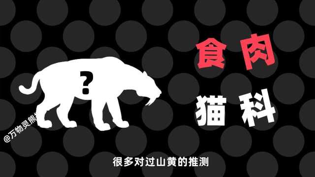 神农架有“过山黄”?相传像虎又像豹,这动物是什么来头