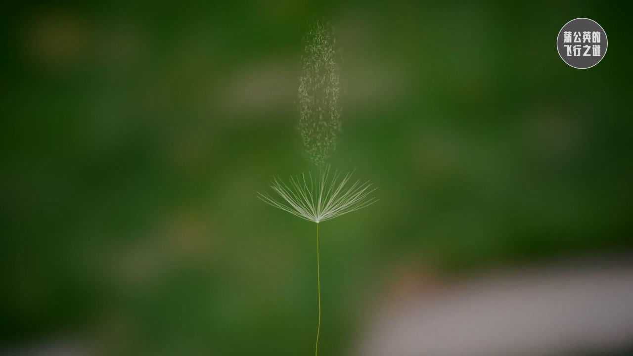 想知道蒲公英种子飞行的秘密吗?解密奇妙的自然飞行者!