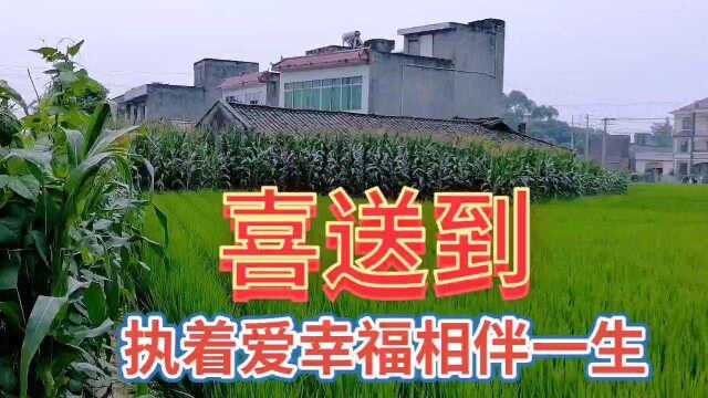 美丽的乡村绿色田园风光欣赏,看乡村绿色大自然美景,真的太美了