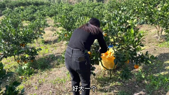 女子独居山里,今天下山帮闺蜜摘蜂蜜脐橙,好想打包,闺蜜说了啥