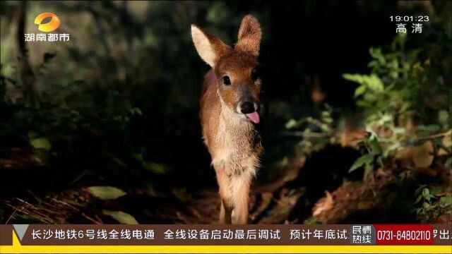 30只河麂回归大自然 衡山保护区首次野外放归哺乳动物