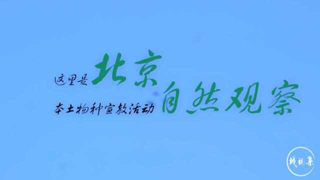 “这里是北京”本土物种宣教活动ⷨ‡꧄𖨧‚察