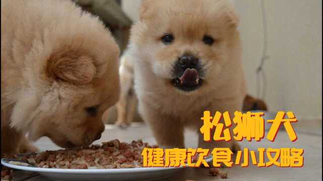 松狮犬饮食健康小攻略