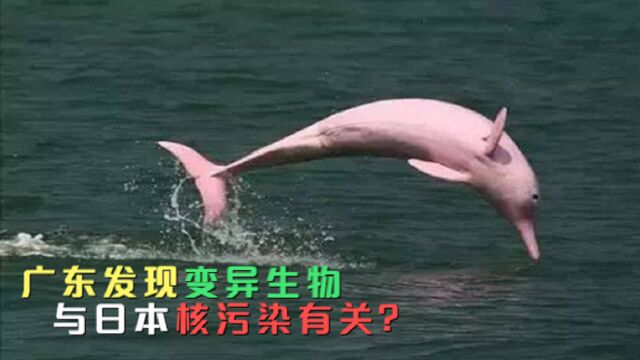 广东惊现“变异”海洋生物,全身血红色,和日本核污水有关?