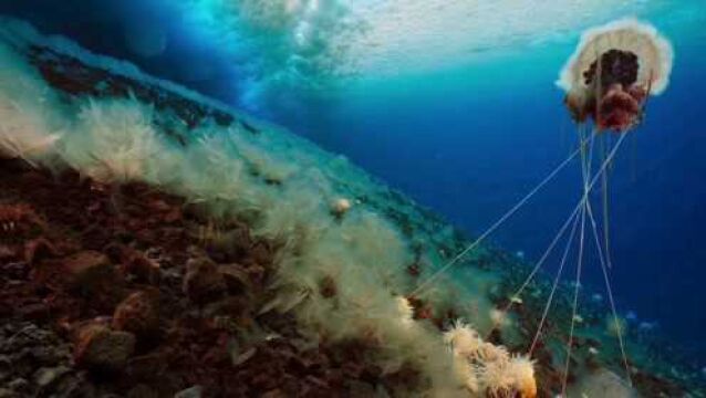 神秘的海底世界:幽灵水母捕食海葵未果,却惨遭其合力反杀