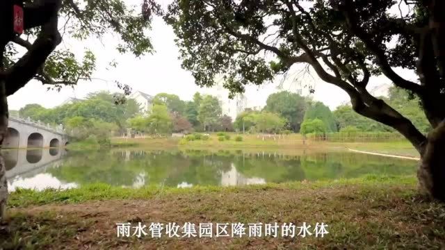 视频|惊艳!松山湖中心区再添生态小景,湖水清澈透亮似“天空之镜”