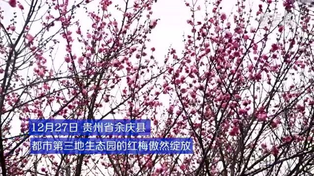 红梅傲雪!来贵州余庆追寻那一抹暗香浮动