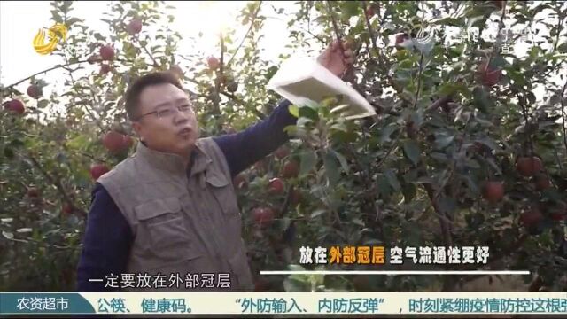 山东省果树研究所:苹果免套袋,防虫如何做