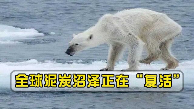 全球泥炭沼泽正在“复活”,北极圈温度在升高,北极生态圈在灭绝