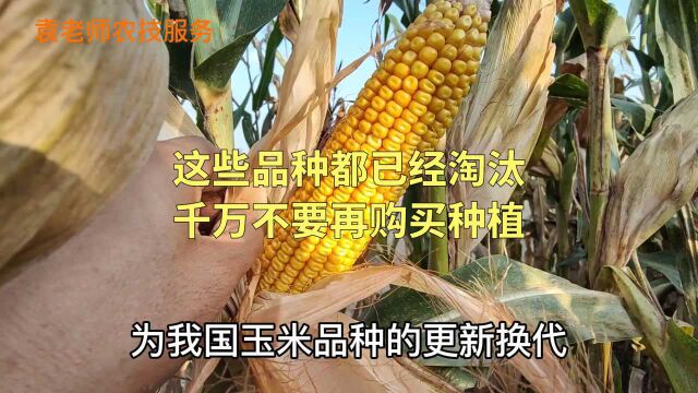 这些玉米品种都已经被淘汰,产量低容易造成减产,尽量不要购买