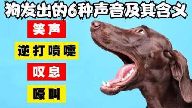 科普:狗发出的6种声音及其含义